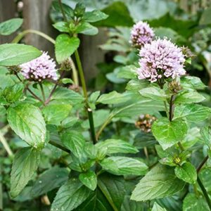 Outsidepride Mentha Piperita Peppermint Culinary Herb Garden Plant for Flavoring - 10000 Seeds