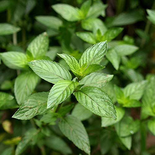 Outsidepride Mentha Piperita Peppermint Culinary Herb Garden Plant for Flavoring - 10000 Seeds