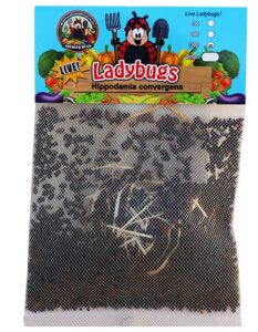1500 live ladybugs – good bugs – ladybugs – guaranteed live delivery!