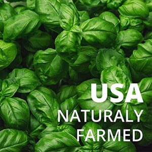 Seedra.US 300+ Italian Large Leaf Basil Seeds for Indoor, Outdoor and Hydroponic Planting, Non GMO Heirloom Seeds for Home Garden - 1 Pack