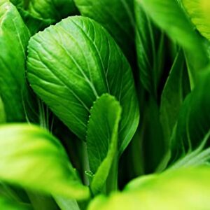 1000 Pak Choi Seeds for Planting - 3+ Grams - White Stem - Heirloom Non-GMO Vegetable Seeds for Planting - AKA Bok Choy, Pok Choi, Chinese Cabbage