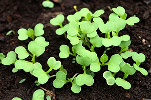 1000 Pak Choi Seeds for Planting - 3+ Grams - White Stem - Heirloom Non-GMO Vegetable Seeds for Planting - AKA Bok Choy, Pok Choi, Chinese Cabbage