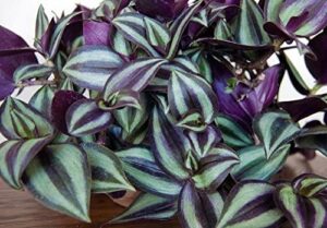 9 purple wandering jew cuttings, 4 inc to 6 inc tall, tradescantia zebrina plant, inc plant, no root