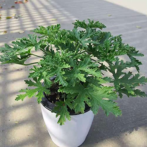 200 Pcs Citronella Plant Seeds Garden Home Plant Seeds,for Growing Seeds in The Garden or Home Vegetable Garden