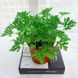 200 Pcs Citronella Plant Seeds Garden Home Plant Seeds,for Growing Seeds in The Garden or Home Vegetable Garden