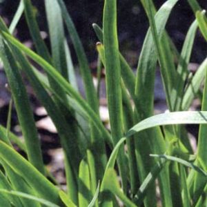 Garlic Chives 40 Live Plant Bare Root Hardy Perennial Herb Planting Ornaments Garden Perennials Simple to Grow Pots Gift