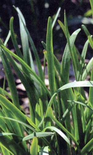 Garlic Chives 40 Live Plant Bare Root Hardy Perennial Herb Planting Ornaments Garden Perennials Simple to Grow Pots Gift