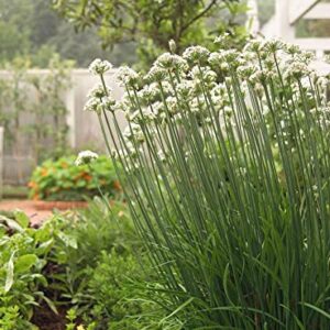 Garlic Chives 40 Live Plant Bare Root Hardy Perennial Herb Planting Ornaments Garden Perennials Simple to Grow Pots Gift