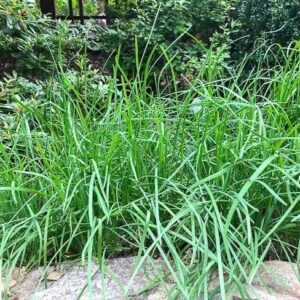 Garlic Chives 40 Live Plant Bare Root Hardy Perennial Herb Planting Ornaments Garden Perennials Simple to Grow Pots Gift