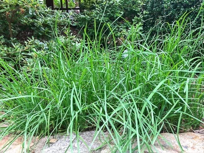 Garlic Chives 40 Live Plant Bare Root Hardy Perennial Herb Planting Ornaments Garden Perennials Simple to Grow Pots Gift