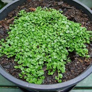 chuxay garden mentha requienii-corsican mint 20 seeds overseed seed new lawn existing lawn grows in just weeks herb plant