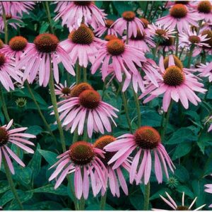 David's Garden Seeds Herb Echinacea Purpurea FBA-00023 (Purple) 200 Non-GMO, Heirloom Seeds