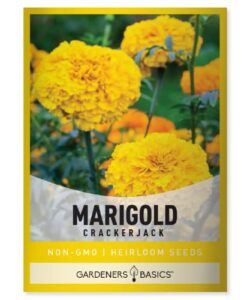 marigold seeds for planting outdoors (crackerjack variety) annual open-pollinated, heirloom, non-gmo flower variety- 800mg seeds great for summer cut flower gardens by gardeners basics