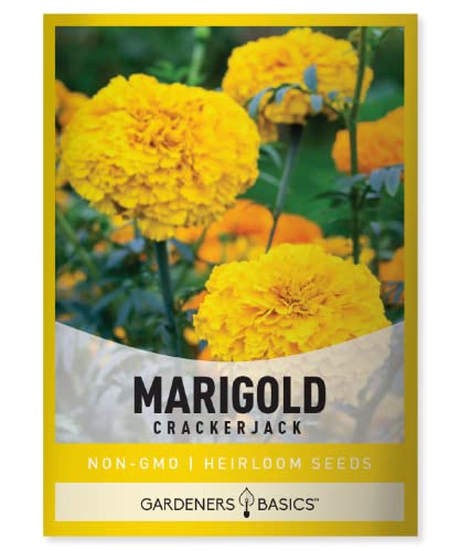 Marigold Seeds for Planting Outdoors (Crackerjack Variety) Annual Open-Pollinated, Heirloom, Non-GMO Flower Variety- 800mg Seeds Great for Summer Cut Flower Gardens by Gardeners Basics