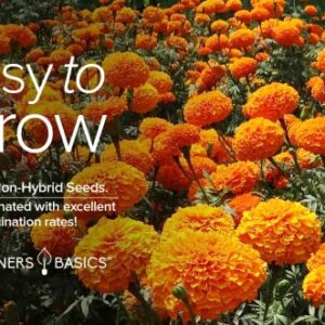 Marigold Seeds for Planting Outdoors (Crackerjack Variety) Annual Open-Pollinated, Heirloom, Non-GMO Flower Variety- 800mg Seeds Great for Summer Cut Flower Gardens by Gardeners Basics