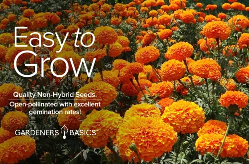 Marigold Seeds for Planting Outdoors (Crackerjack Variety) Annual Open-Pollinated, Heirloom, Non-GMO Flower Variety- 800mg Seeds Great for Summer Cut Flower Gardens by Gardeners Basics