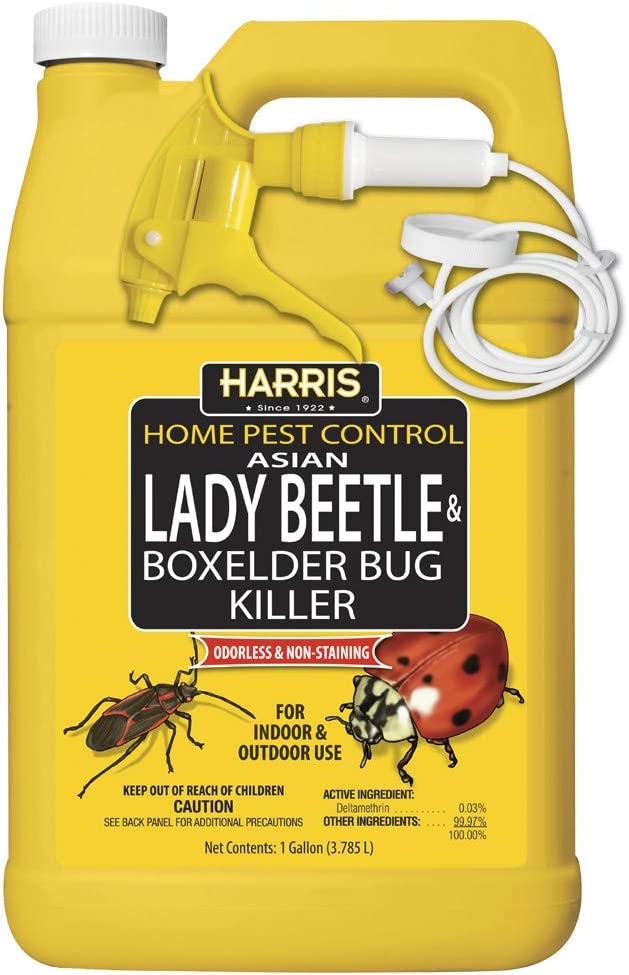 HARRIS Asian Lady Beetle, Japanese Beetle, and Box Elder Killer, Liquid Spray with Odorless and Non-Staining Extended Residual Kill Formula (Gallon)