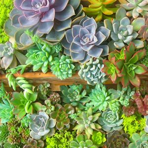 Seeds Of Strength 200+ Mixture Succulent Plants Seeds Bonsai Pot Flower for DIY Home Garden