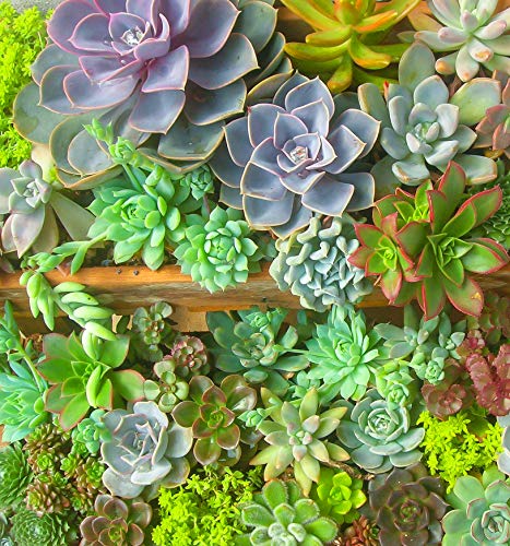 Seeds Of Strength 200+ Mixture Succulent Plants Seeds Bonsai Pot Flower for DIY Home Garden