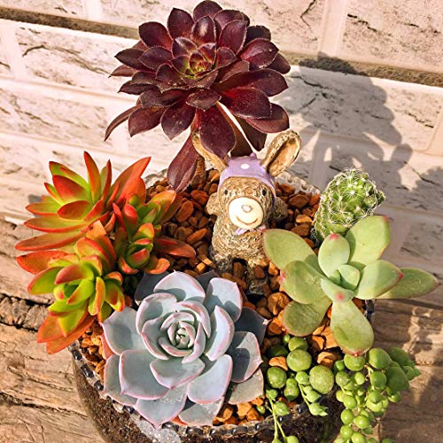 Seeds Of Strength 200+ Mixture Succulent Plants Seeds Bonsai Pot Flower for DIY Home Garden