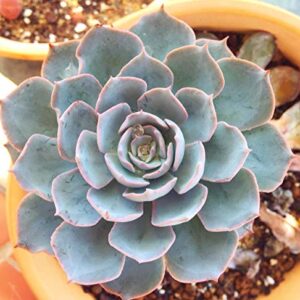 Seeds Of Strength 200+ Mixture Succulent Plants Seeds Bonsai Pot Flower for DIY Home Garden