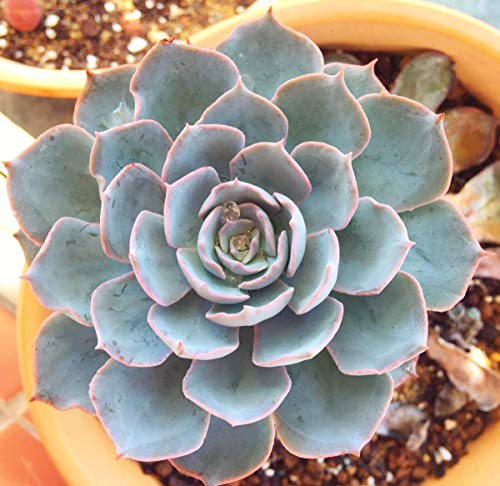 Seeds Of Strength 200+ Mixture Succulent Plants Seeds Bonsai Pot Flower for DIY Home Garden