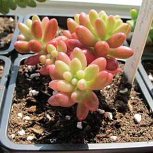 Seeds Of Strength 200+ Mixture Succulent Plants Seeds Bonsai Pot Flower for DIY Home Garden