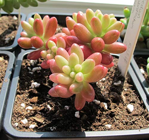 Seeds Of Strength 200+ Mixture Succulent Plants Seeds Bonsai Pot Flower for DIY Home Garden