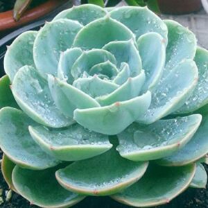 Seeds Of Strength 200+ Mixture Succulent Plants Seeds Bonsai Pot Flower for DIY Home Garden