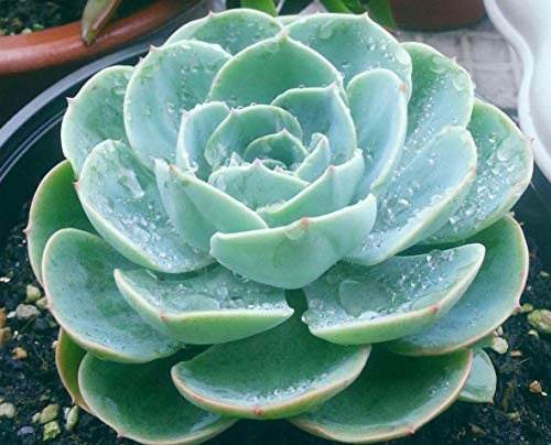 Seeds Of Strength 200+ Mixture Succulent Plants Seeds Bonsai Pot Flower for DIY Home Garden