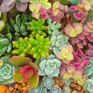 Seeds Of Strength 200+ Mixture Succulent Plants Seeds Bonsai Pot Flower for DIY Home Garden