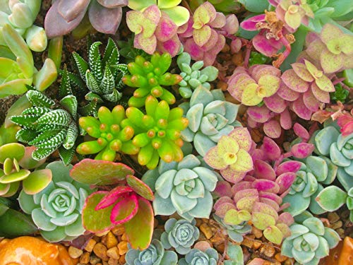 Seeds Of Strength 200+ Mixture Succulent Plants Seeds Bonsai Pot Flower for DIY Home Garden