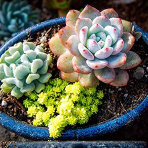 Seeds Of Strength 200+ Mixture Succulent Plants Seeds Bonsai Pot Flower for DIY Home Garden