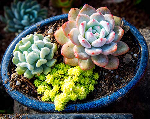 Seeds Of Strength 200+ Mixture Succulent Plants Seeds Bonsai Pot Flower for DIY Home Garden