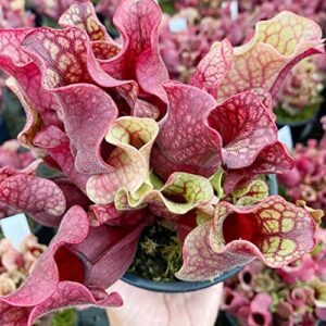 qauzuy garden 50 rare sarracenia purpurea seeds purple northern pitcher plant seeds, turtle socks, side-saddle flower – tropical exotic carnivorous plant & easy grow
