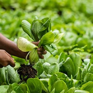 Pak Choi Cabbage Seeds for Planting, 500+ Heirloom Seeds Per Packet, (Isla's Garden Seeds), Non GMO Seeds, Botanical Name: Brassica rapa subsp. chinensi, Great Home Garden Gift