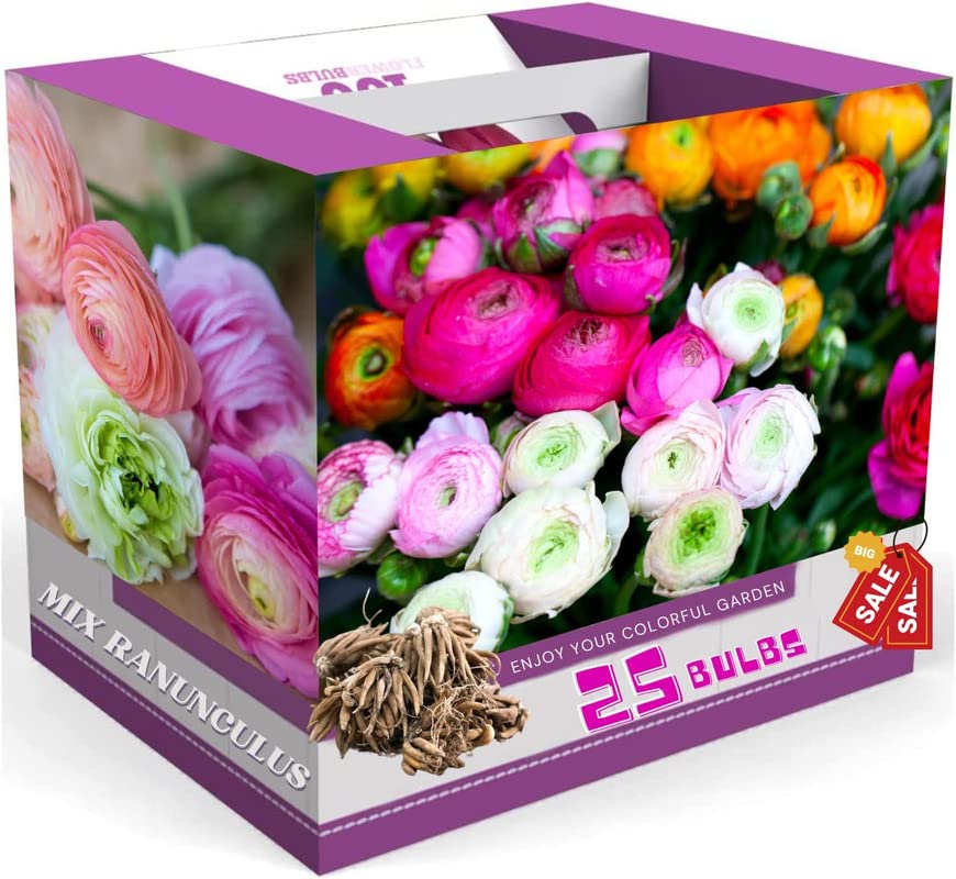 Ranunculus Bulbs for Planting, 25 Mix Ranunculus Corms Bulk Butterfly Ranunculus Flowers Bulbs Peony, Large Size