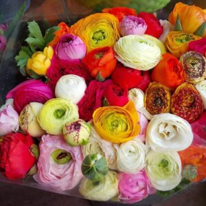 Ranunculus Bulbs for Planting, 25 Mix Ranunculus Corms Bulk Butterfly Ranunculus Flowers Bulbs Peony, Large Size