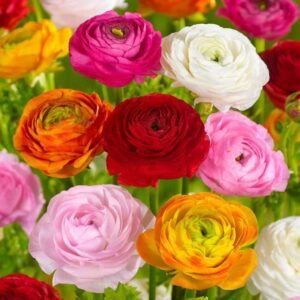 Ranunculus Bulbs for Planting, 25 Mix Ranunculus Corms Bulk Butterfly Ranunculus Flowers Bulbs Peony, Large Size