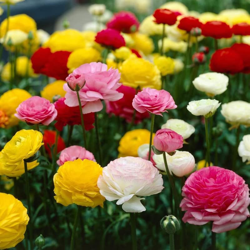 Ranunculus Bulbs for Planting, 25 Mix Ranunculus Corms Bulk Butterfly Ranunculus Flowers Bulbs Peony, Large Size