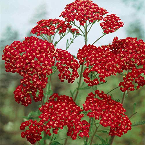 Outsidepride Perennial Achillea Yarrow Cerise Queen Garden Cut Flowers Attracting Butterflies - 10000 Seeds