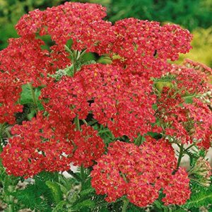 Outsidepride Perennial Achillea Yarrow Cerise Queen Garden Cut Flowers Attracting Butterflies - 10000 Seeds