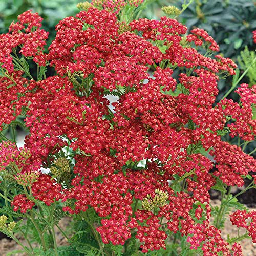 Outsidepride Perennial Achillea Yarrow Cerise Queen Garden Cut Flowers Attracting Butterflies - 10000 Seeds