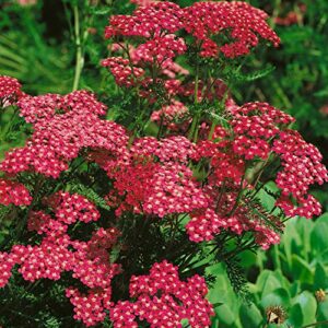 Outsidepride Perennial Achillea Yarrow Cerise Queen Garden Cut Flowers Attracting Butterflies - 10000 Seeds