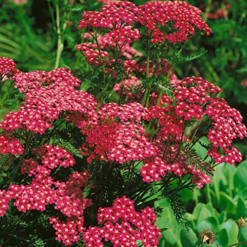 Outsidepride Perennial Achillea Yarrow Cerise Queen Garden Cut Flowers Attracting Butterflies - 10000 Seeds