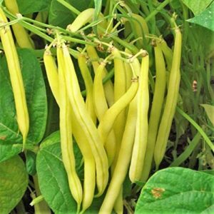tomorrowseeds – kentucky wonder yellow wax bean seeds – 30+ count packet – (pole) nongmo stringless butter beans garden vegetable seed