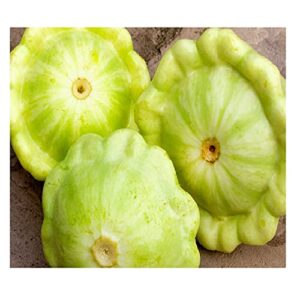 20 Bennings Green Tint Summer Squash Seeds | Non-GMO | Fresh Garden Seeds | Instant Latch