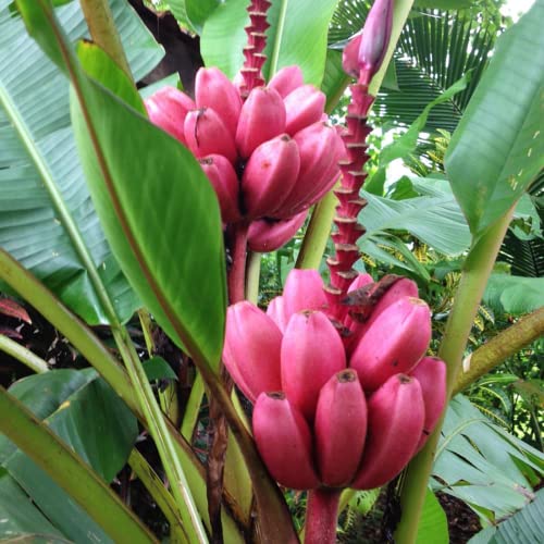 CHUXAY GARDEN 10 Seeds Musa Velutina Seed,Pink Banana,Hairy Banana, Pink Fruiting Banana, Musa Dasycarpa Evergreen Perennial Plant Showy Display