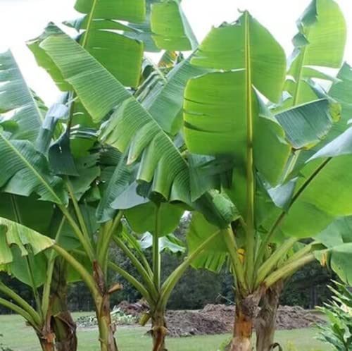 CHUXAY GARDEN 10 Seeds Musa Velutina Seed,Pink Banana,Hairy Banana, Pink Fruiting Banana, Musa Dasycarpa Evergreen Perennial Plant Showy Display