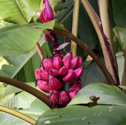 CHUXAY GARDEN 10 Seeds Musa Velutina Seed,Pink Banana,Hairy Banana, Pink Fruiting Banana, Musa Dasycarpa Evergreen Perennial Plant Showy Display